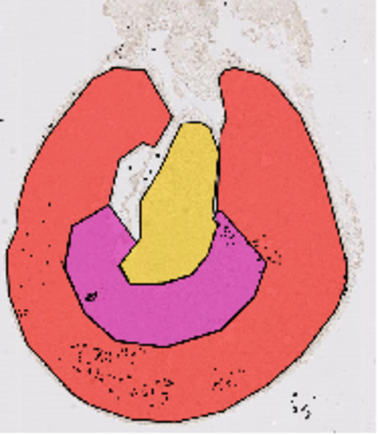 Cell Counting algorithms