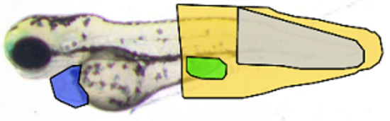 Image classification and object recognition algorithms